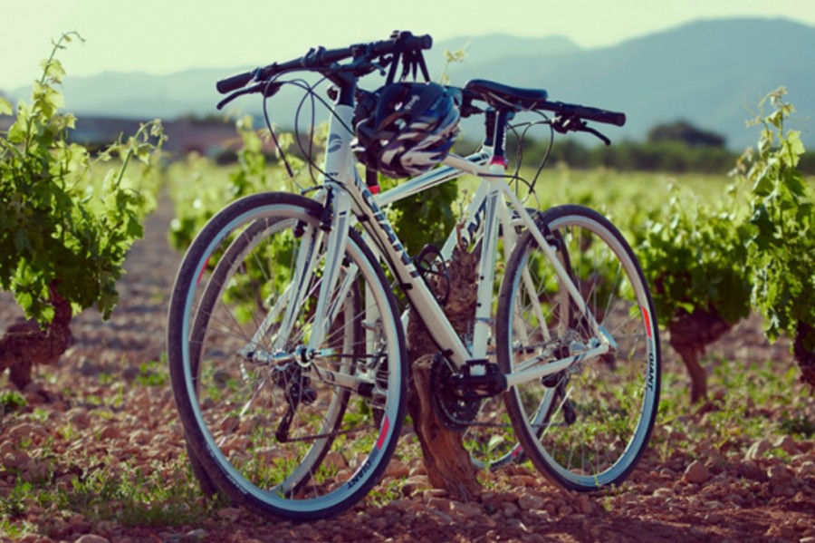 Bicycle routes between vineyards