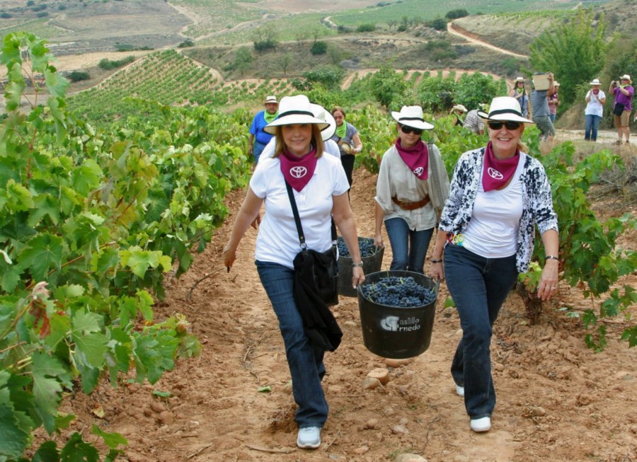 Become a winegrower for a day