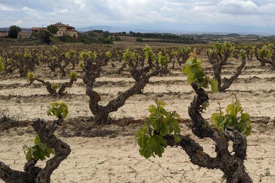 Villabuena Wine Tasting - Hotel Viura - Rioja Alavesa